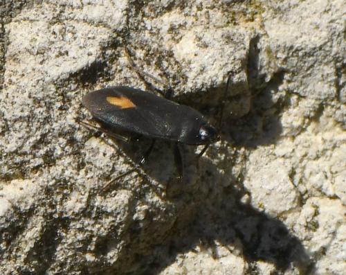 Réf. 226 064 : Aphanus rolandri